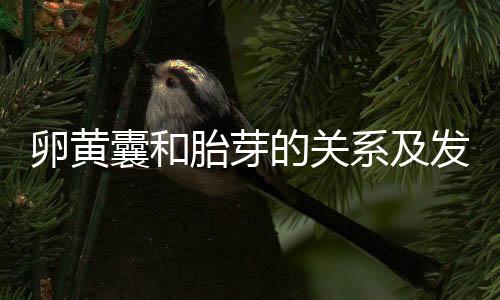 卵黄囊和胎芽的关系及发育