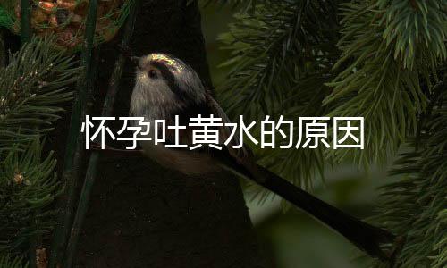 怀孕吐黄水的原因