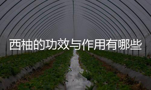 西柚的功效与作用有哪些