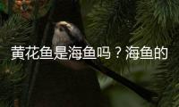 黄花鱼是海鱼吗？海鱼的种类